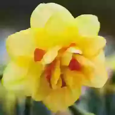 Tahiti